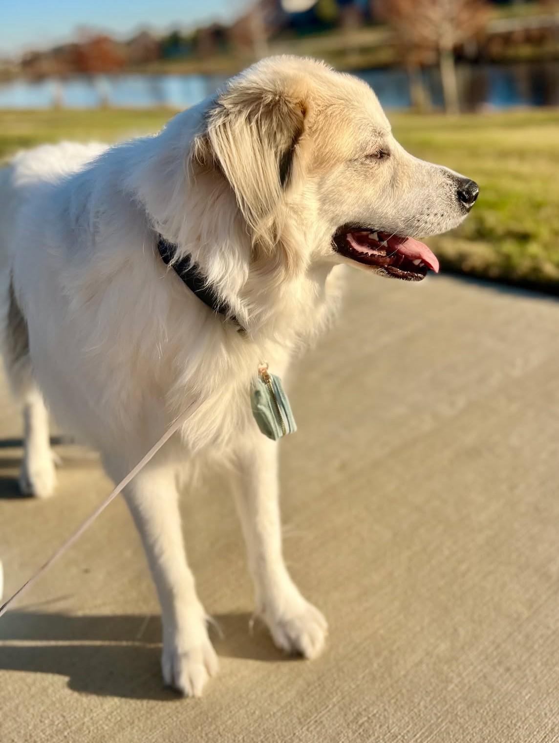 Enlarge Amadeus, a Adoptable Great Pyrenees in Cypress, TX image 5/6