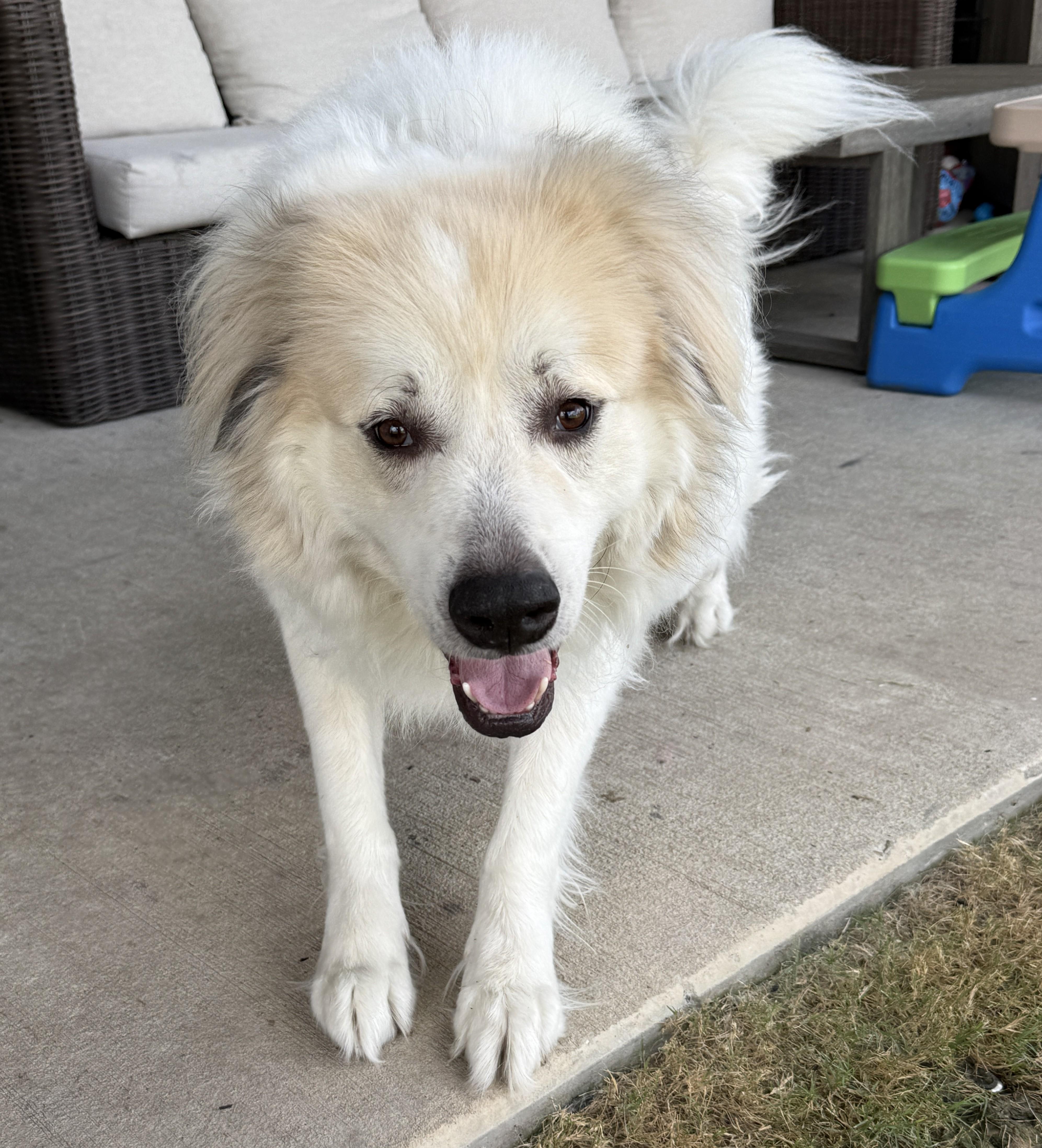 Enlarge Amadeus, a Adoptable Great Pyrenees in Cypress, TX image 4/6