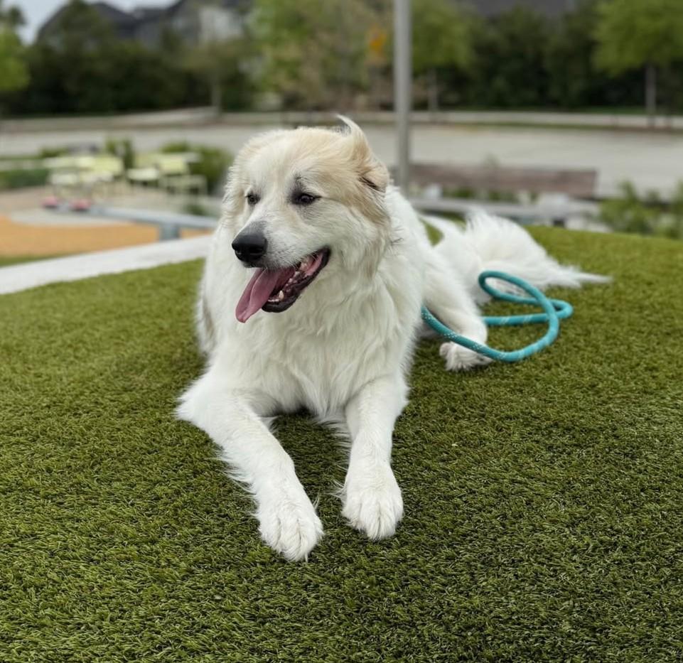 Enlarge Amadeus, a Adoptable Great Pyrenees in Cypress, TX image 6/6