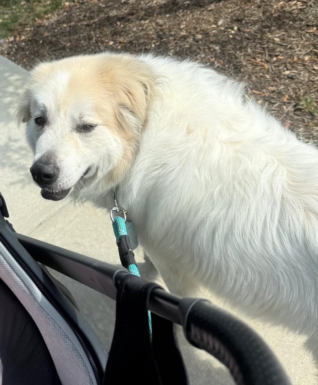 Enlarge Amadeus, a Adoptable Great Pyrenees in Cypress, TX image 3/6