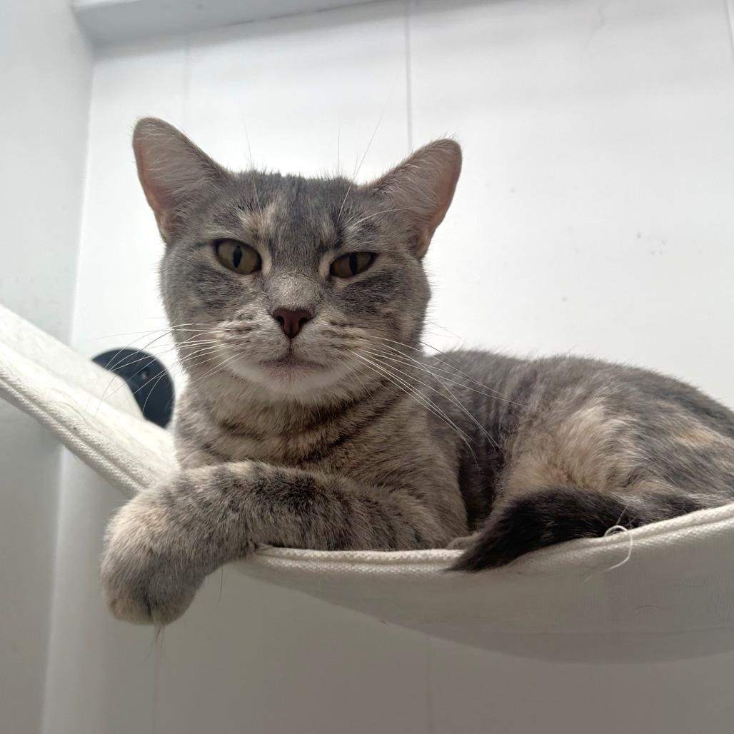 Mistwillow, Adoptable, Young Female Domestic Short Hair.