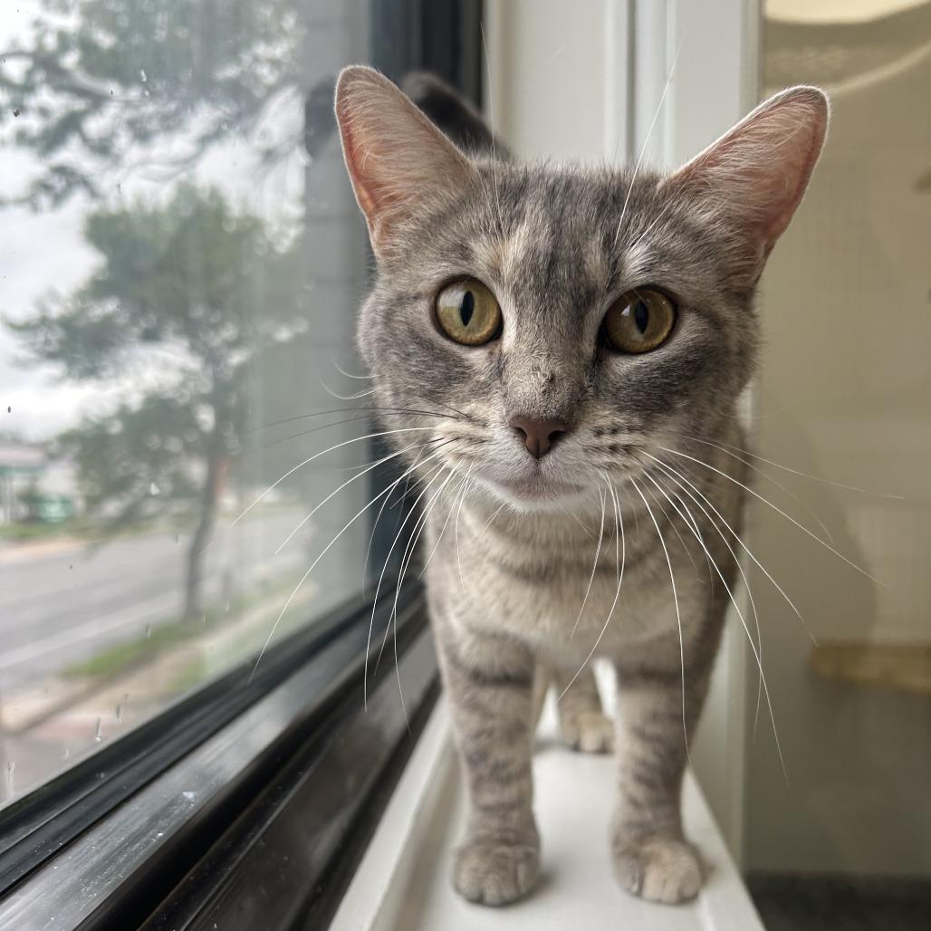 Mistwillow, Adoptable, Young Female Domestic Short Hair.