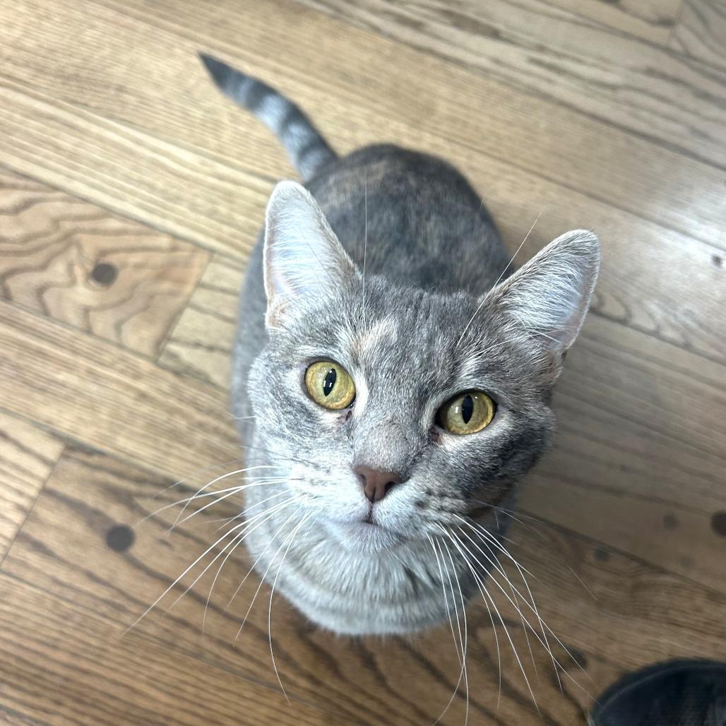 Enlarge Mistwillow, a Adoptable Domestic Short Hair in St. Louis, MO image 3/6