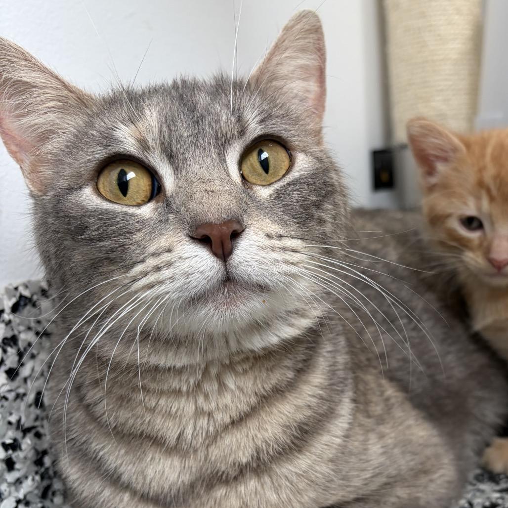 Mistwillow, a Adoptable Domestic Short Hair in St. Louis, MO image 2/4