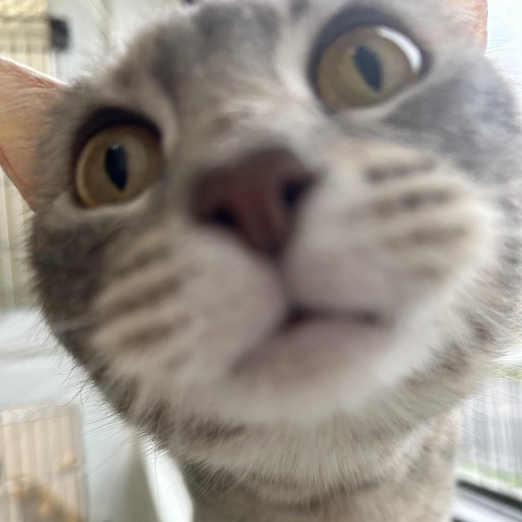 Mistwillow, a Adoptable Domestic Short Hair in St. Louis, MO image 3/4