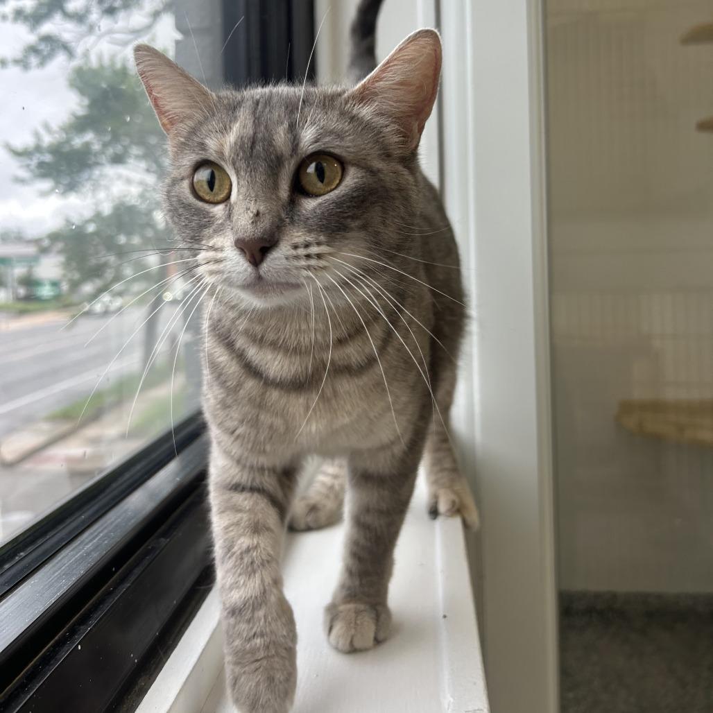 Mistwillow, a Adoptable Domestic Short Hair in St. Louis, MO image 4/4