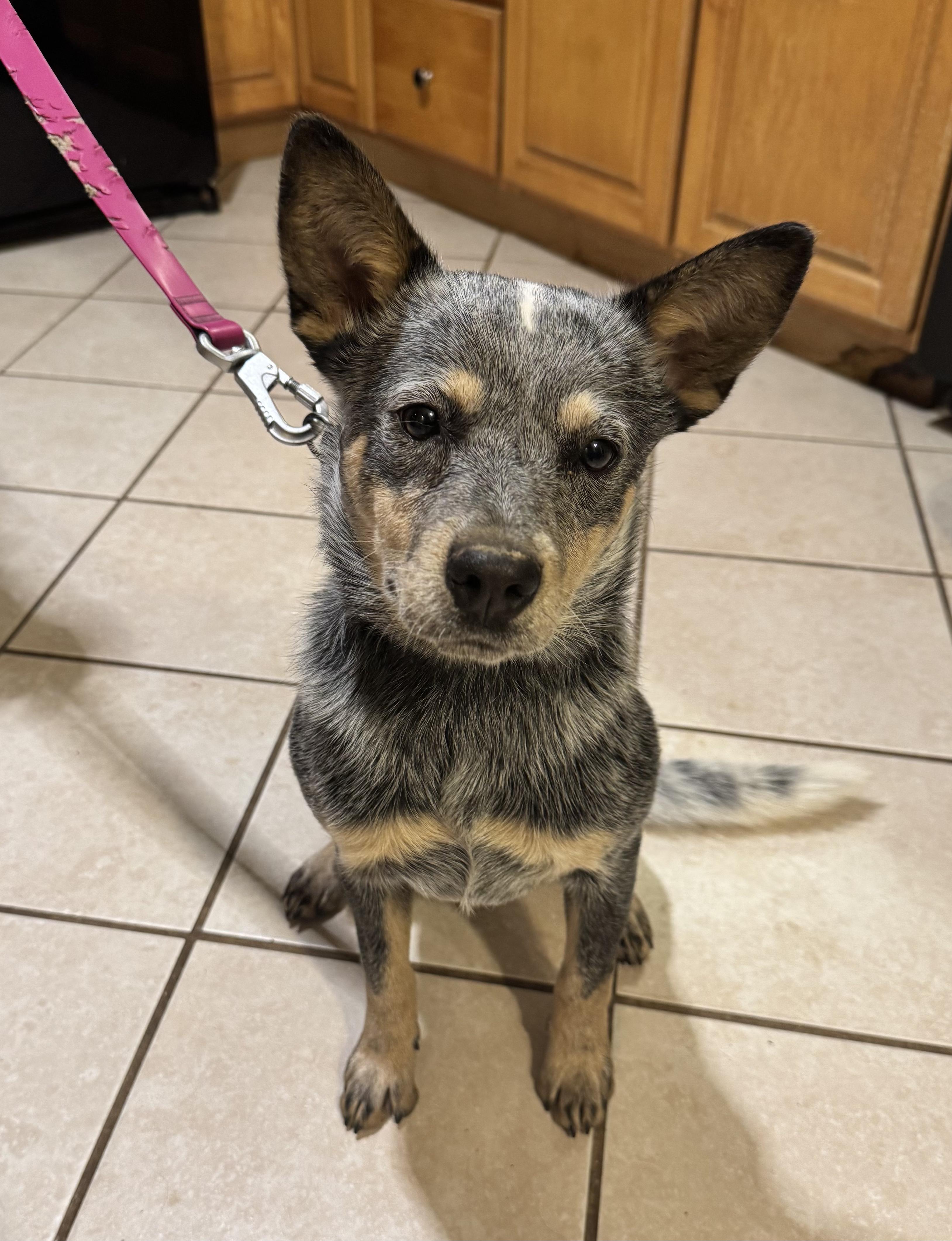 Luna, Adoptable, Puppy Female Australian Cattle Dog / Blue Heeler.