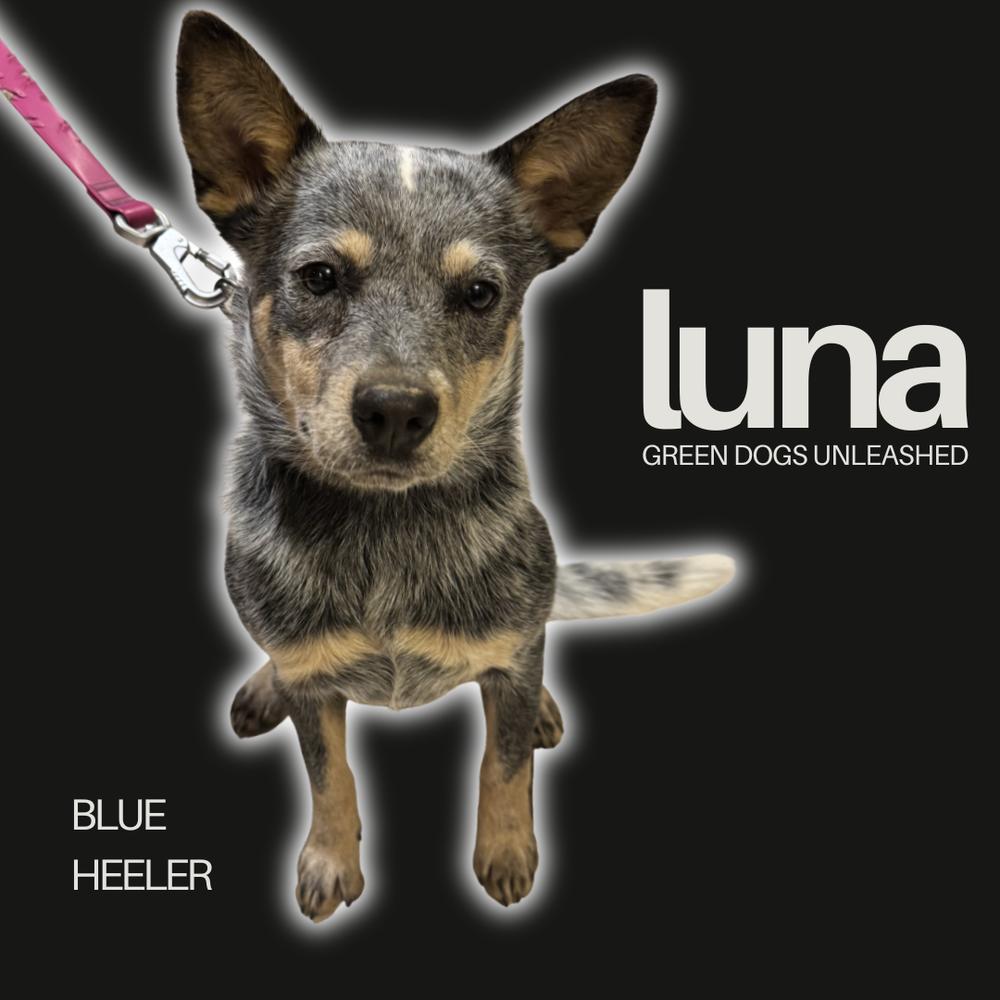 Enlarge Luna, a Adoptable Australian Cattle Dog / Blue Heeler in Troy, VA image 2/2