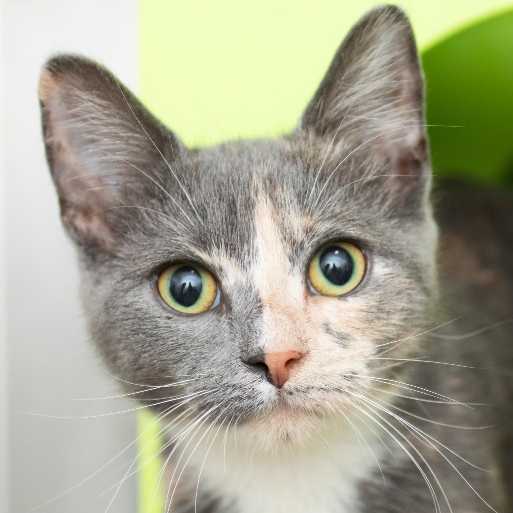 Applejack, Adoptable, Kitten Female Domestic Short Hair.