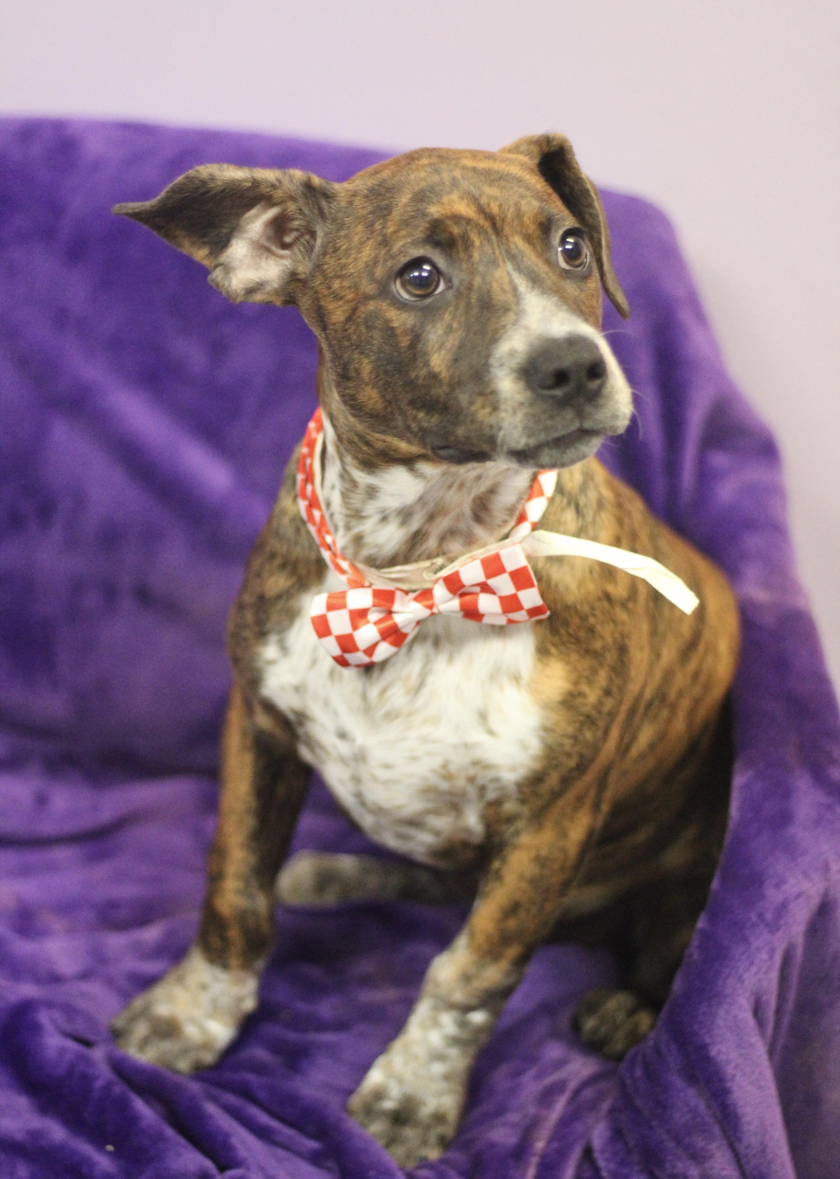 Perkins in NH! Come Meet our Adoptable Dogs Wednesday-Saturday. More info in Bio!, a ADOPTABLE mixed breed in Manchester, NH image 2/2