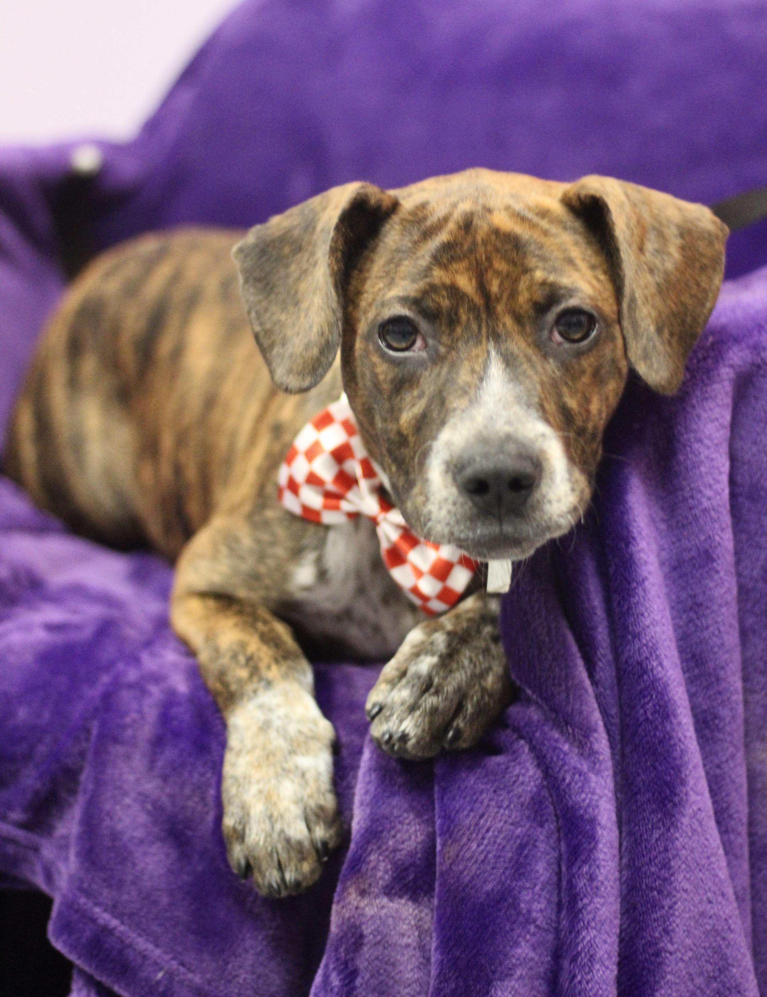 Perkins in NH! Come Meet our Adoptable Dogs Wednesday-Saturday. More info in Bio!, ADOPTABLE, Puppy Female Cattle Dog.