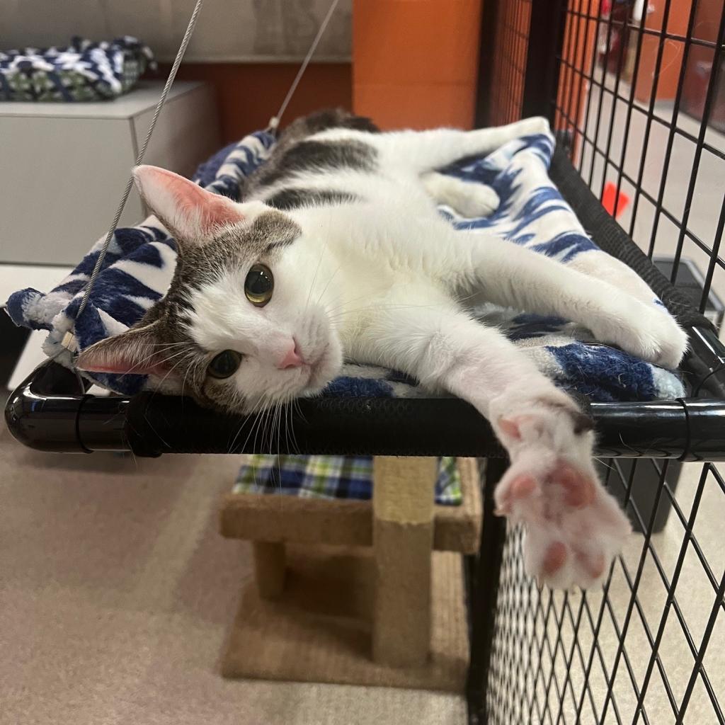 Kitty Marlee, Adoptable, Adult Female Domestic Short Hair.