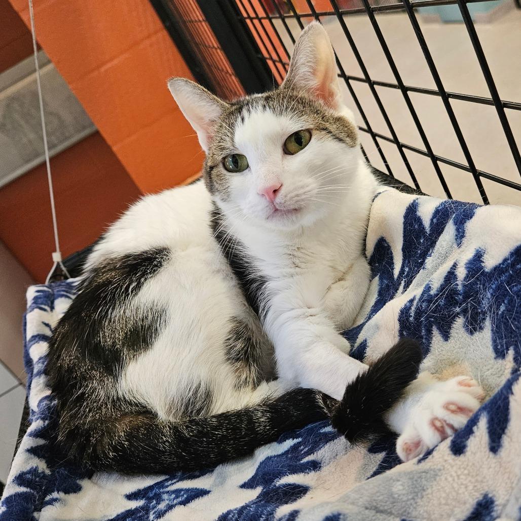 Enlarge Kitty Marlee, a Adoptable Domestic Short Hair in Sarasota, FL image 2/6