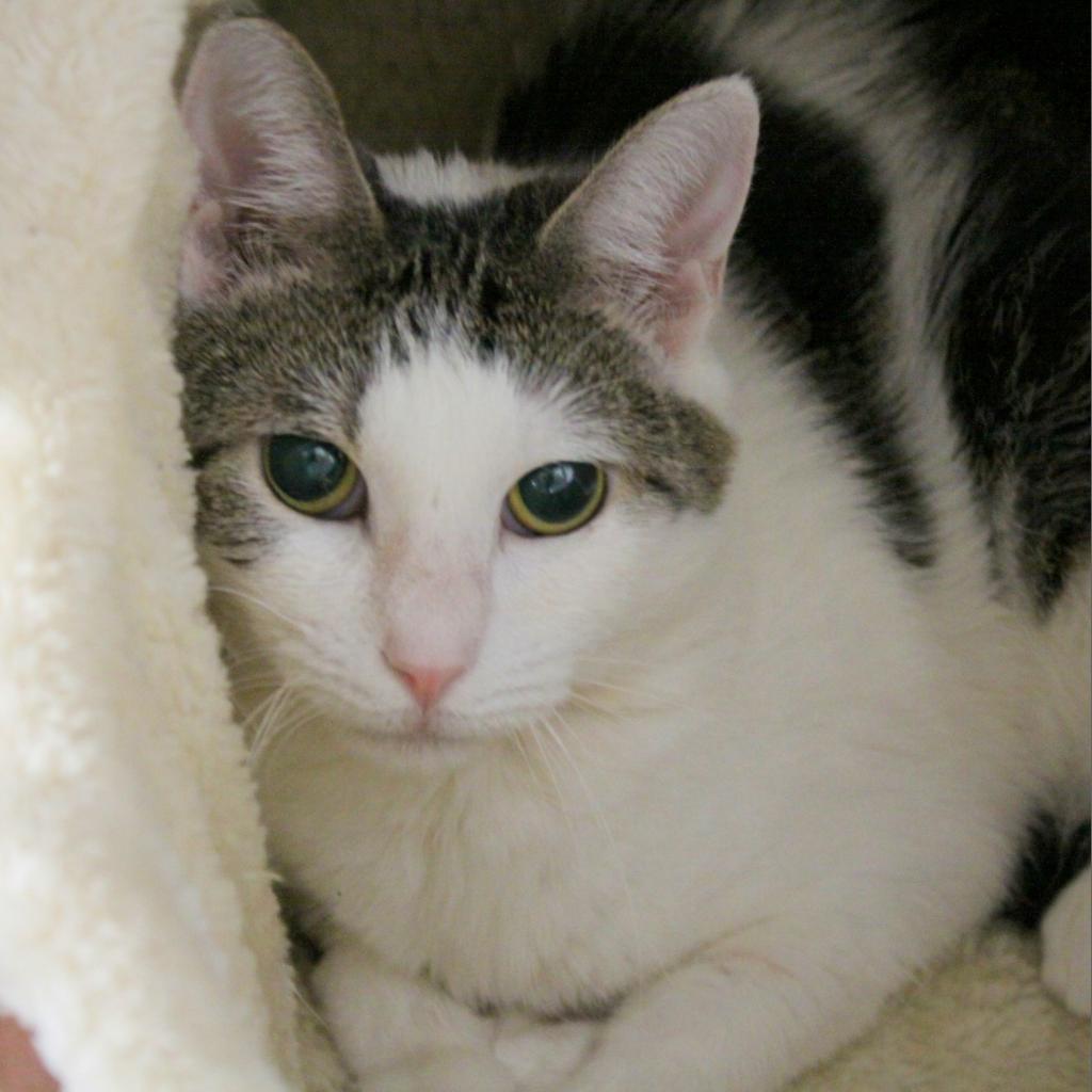 Enlarge Kitty Marlee, a Adoptable Domestic Short Hair in Sarasota, FL image 3/6