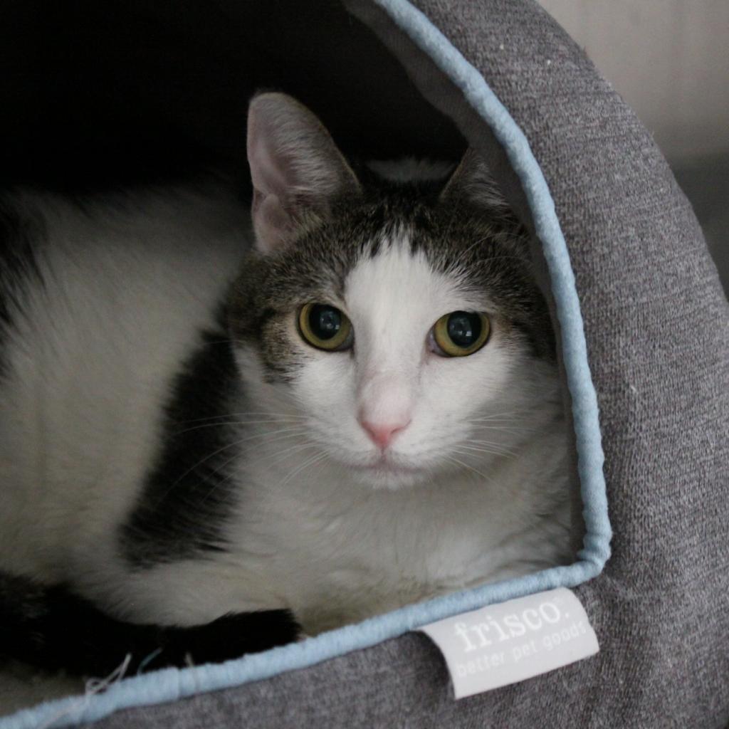Enlarge Kitty Marlee, a Adoptable Domestic Short Hair in Sarasota, FL image 4/6