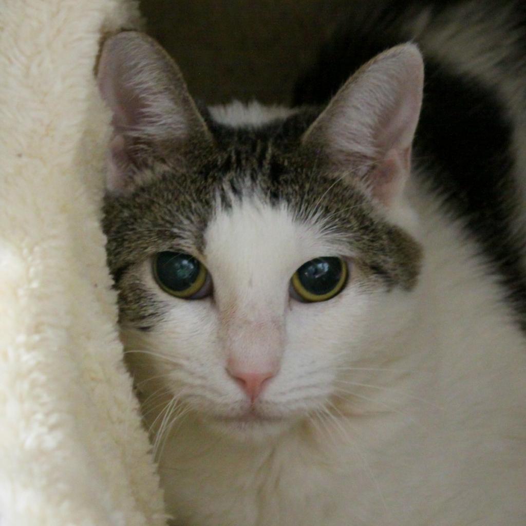 Enlarge Kitty Marlee, a Adoptable Domestic Short Hair in Sarasota, FL image 5/6