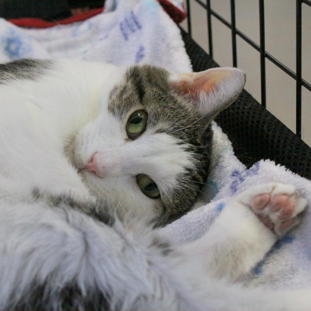 Enlarge Kitty Marlee, a Adoptable Domestic Short Hair in Sarasota, FL image 6/6