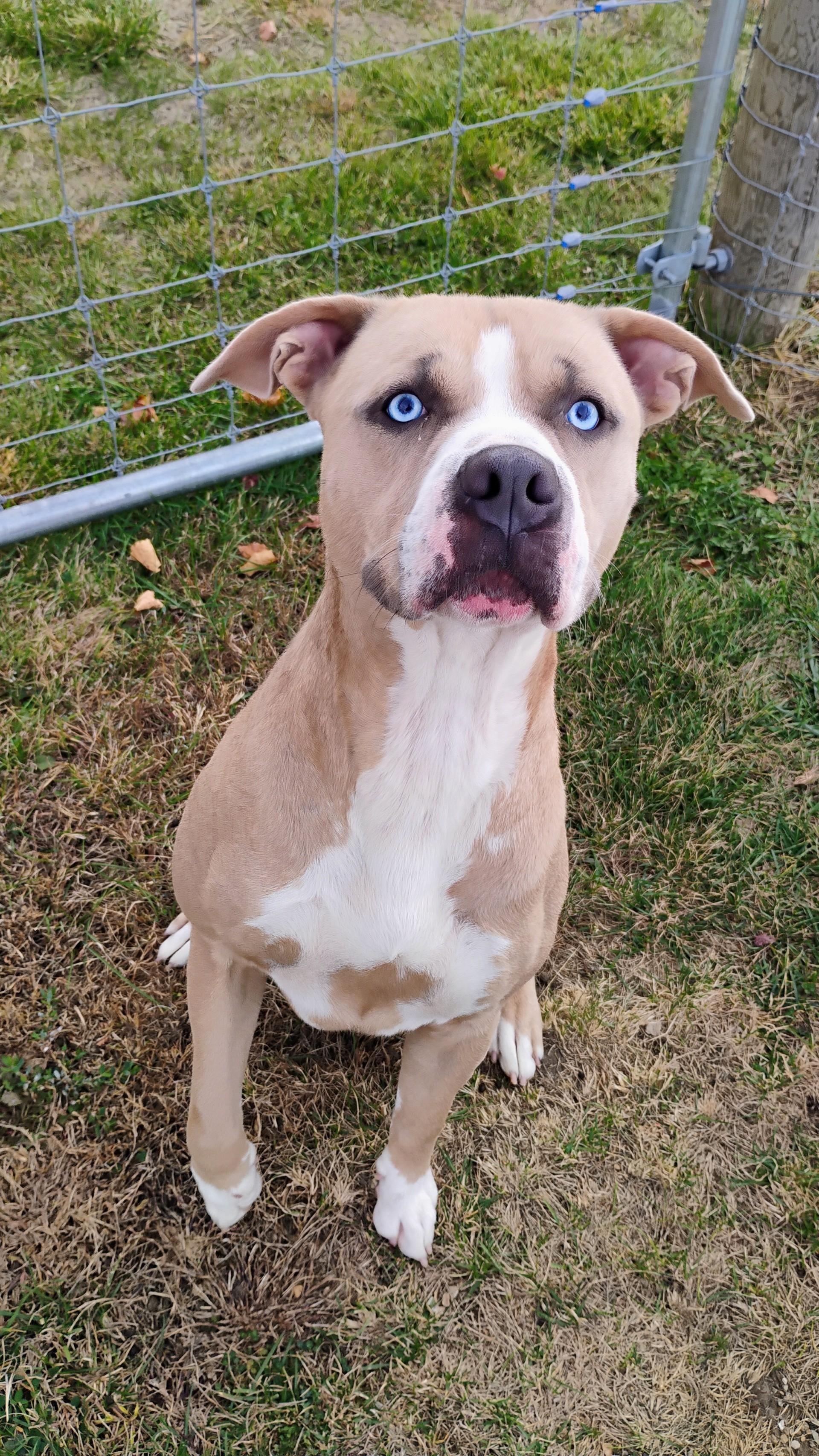 DUKE, Adoptable, Adult Male Pit Bull Terrier.