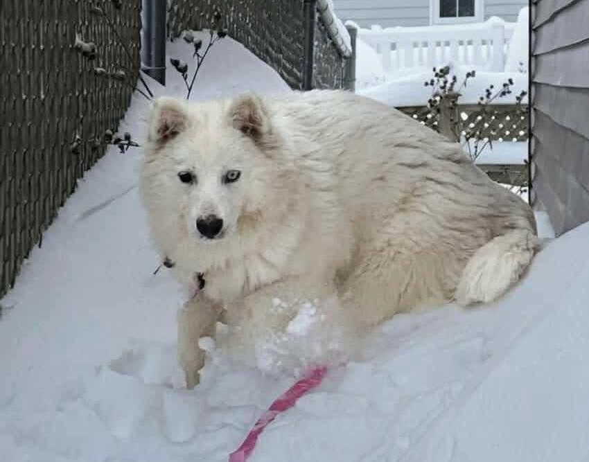 Maeve , ADOPTABLE, Puppy Female Husky.
