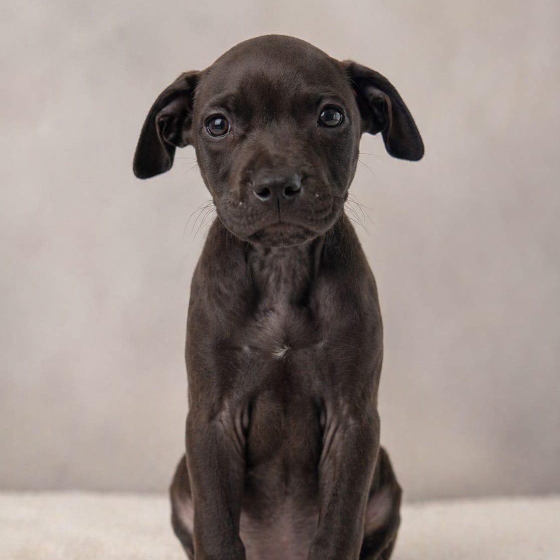 Mitzuri , ADOPTABLE, Puppy Female American Bulldog.