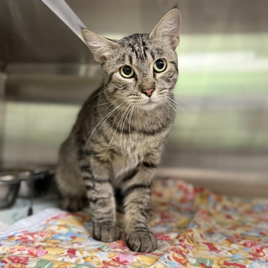 Douglas, Adoptable, Adult Male Domestic Short Hair & Domestic Short Hair.