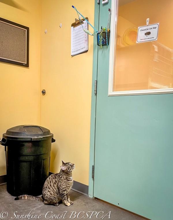 Karen, Adoptable, Adult Female Domestic Short Hair.