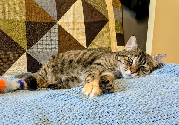 Enlarge Karen, a Adoptable mixed breed in Sechelt, BC image 2/6