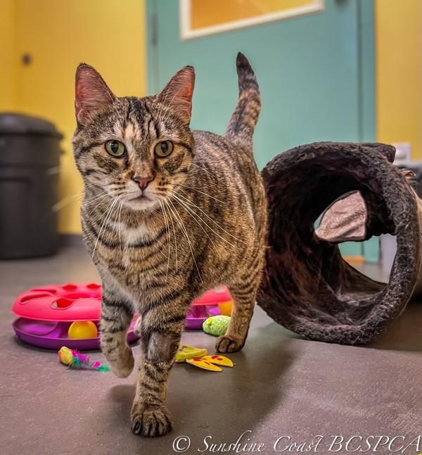 Enlarge Karen, a Adoptable mixed breed in Sechelt, BC image 3/6
