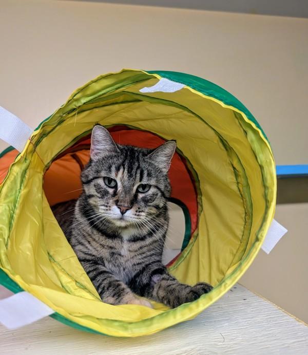 Enlarge Karen, a Adoptable mixed breed in Sechelt, BC image 4/6