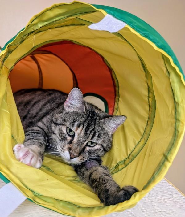 Enlarge Karen, a Adoptable mixed breed in Sechelt, BC image 5/6