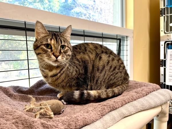 Enlarge Karen, a Adoptable mixed breed in Sechelt, BC image 6/6