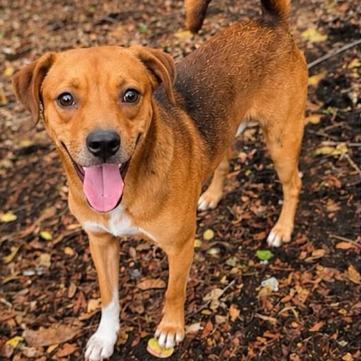 Cushion Star, Adoptable, Young Male Mixed Breed.