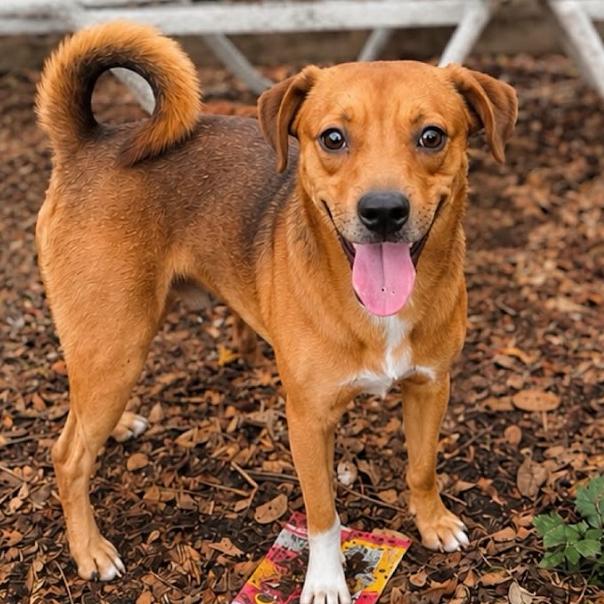 Enlarge Cushion Star, a Adoptable Mixed Breed in Fredericksburg, VA image 2/2