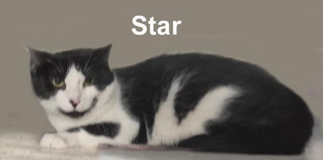 Enlarge Star Johnson  (quiet and playful), a Adoptable Domestic Short Hair in Stowe, PA image 2/2