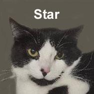 Enlarge Star Johnson  (quiet and playful), a Adoptable Domestic Short Hair in Stowe, PA image 1/2