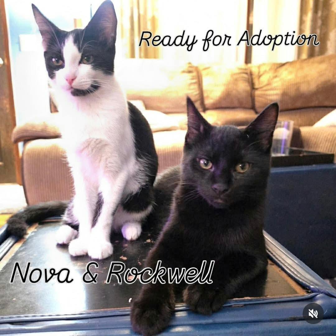 Nova & Rockwell, a ADOPTABLE Domestic Short Hair in Gladstone, OR image 2/5