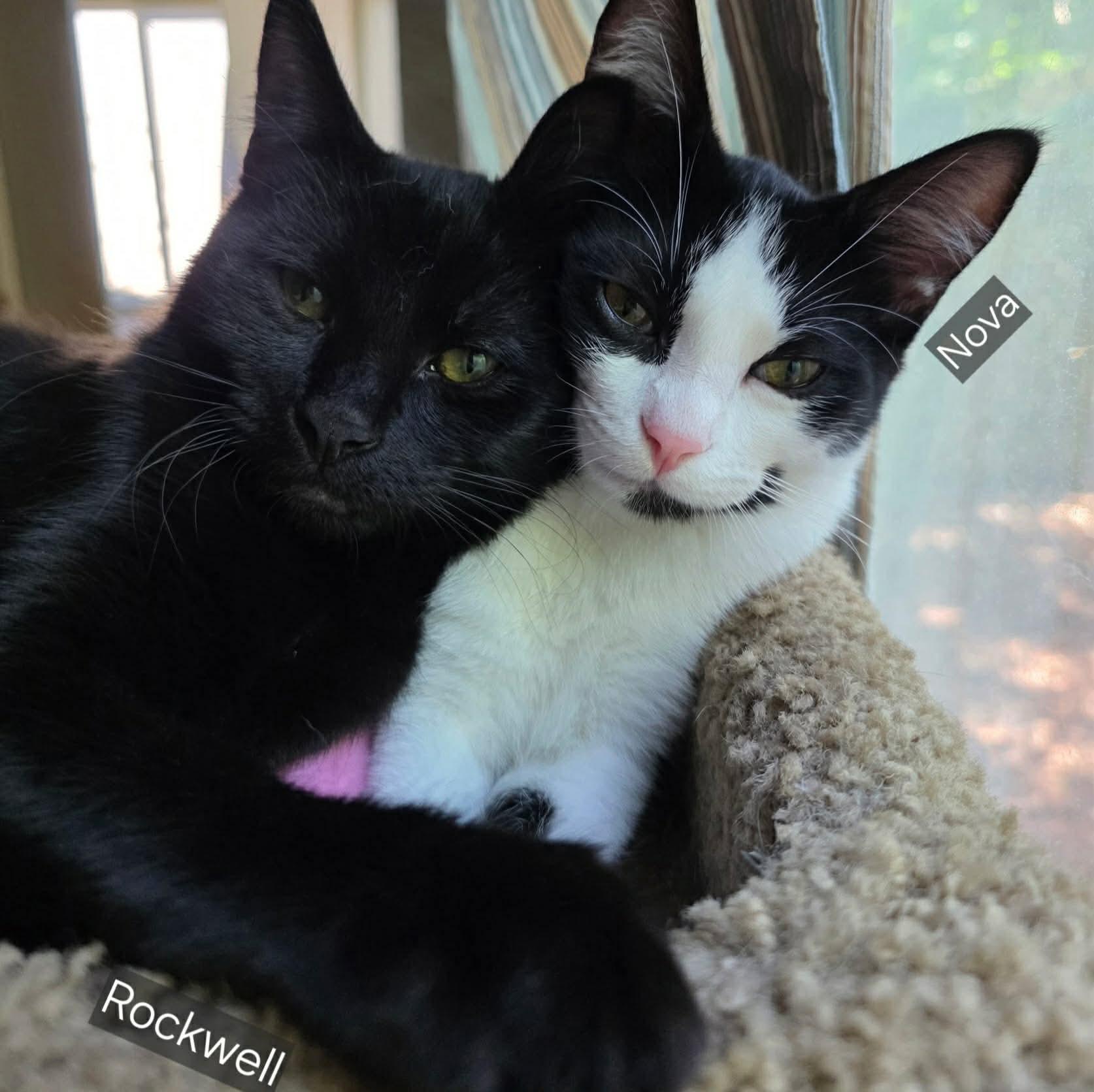 Nova & Rockwell, a ADOPTABLE Domestic Short Hair in Gladstone, OR image 1/5