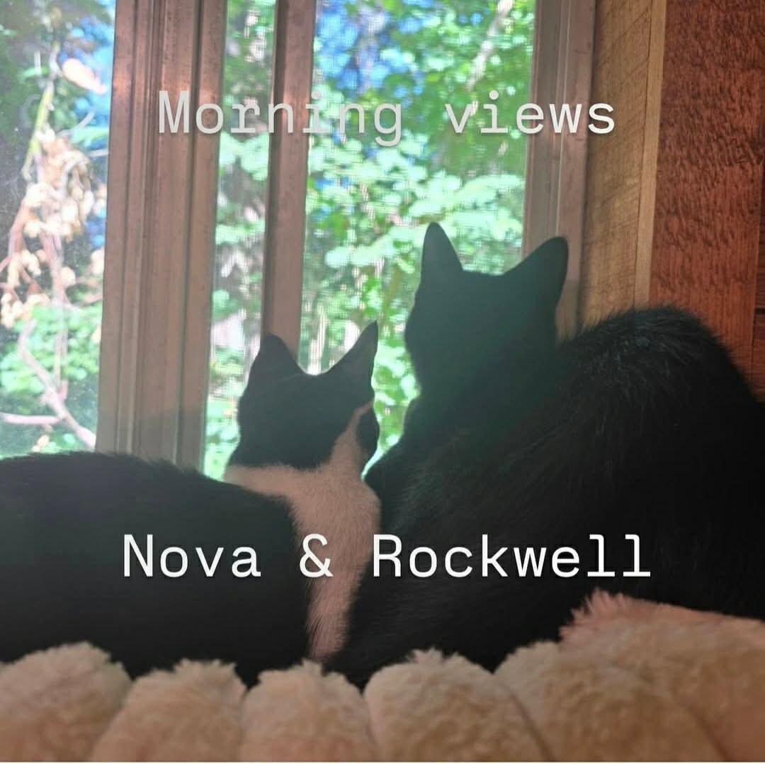 Nova & Rockwell, a ADOPTABLE Domestic Short Hair in Gladstone, OR image 4/5