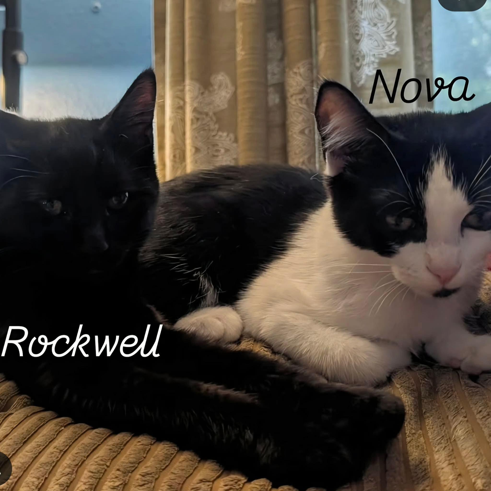 Nova & Rockwell, a ADOPTABLE Domestic Short Hair in Gladstone, OR image 3/5