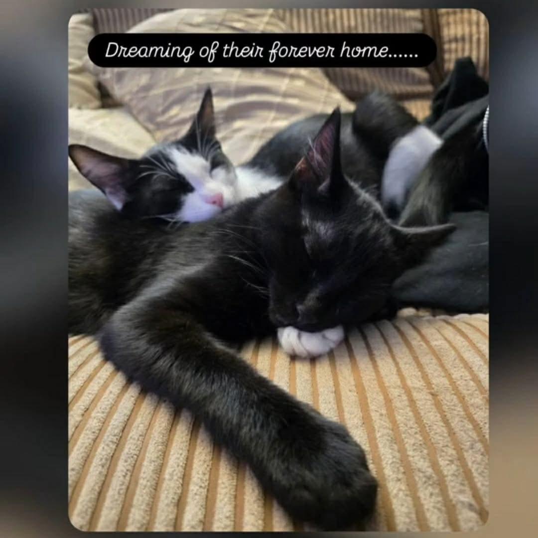 Nova & Rockwell, a ADOPTABLE Domestic Short Hair in Gladstone, OR image 5/5