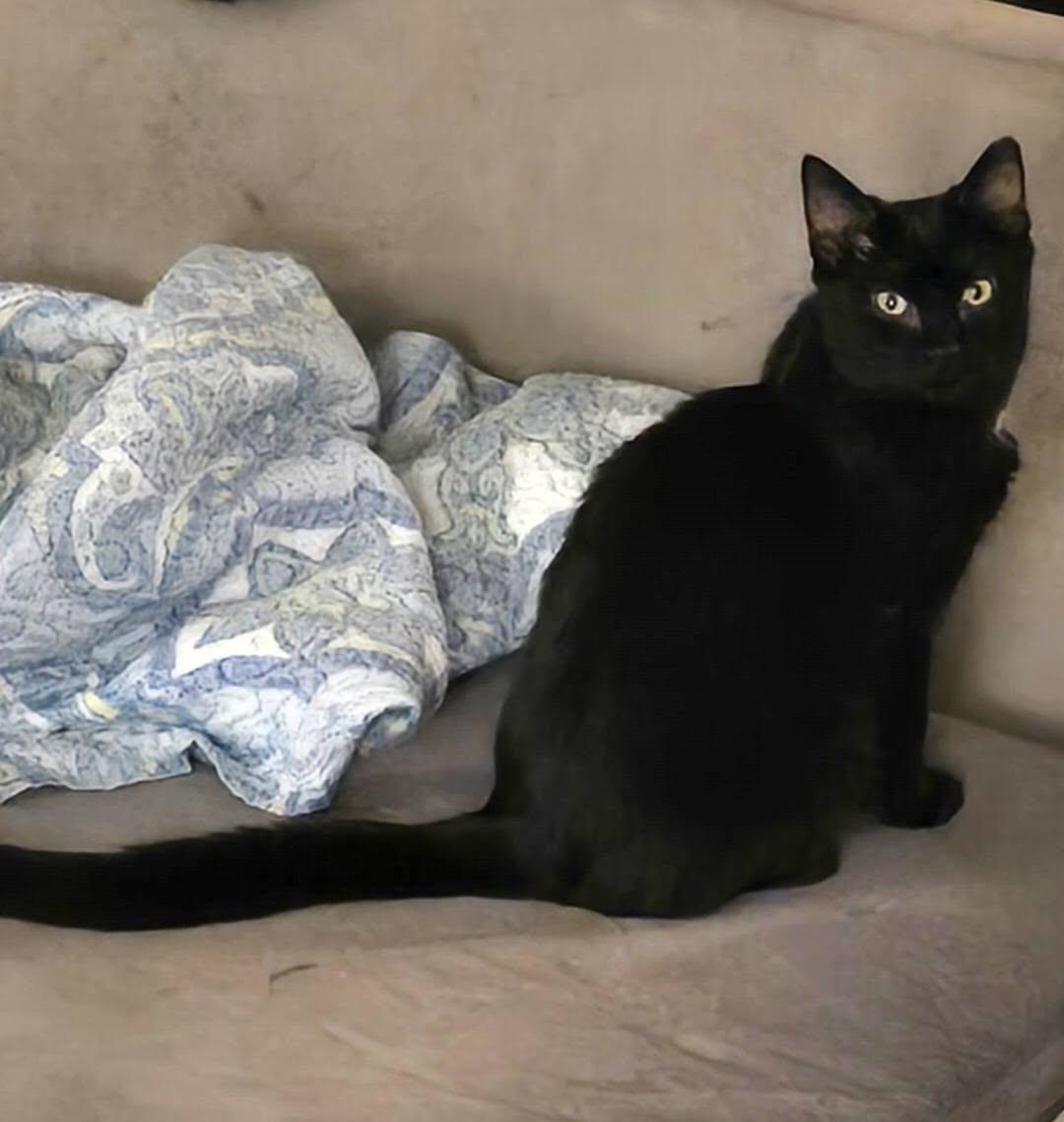 Enlarge Michi , a ADOPTABLE Domestic Short Hair in Independence, OH image 2/2