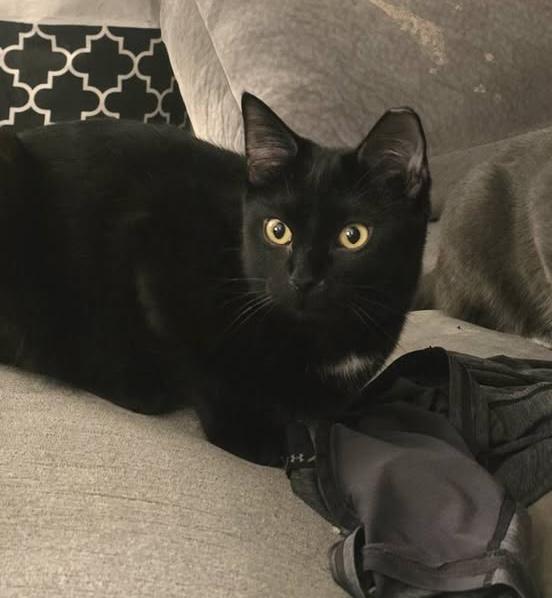 Enlarge Michi , a ADOPTABLE Domestic Short Hair in Independence, OH image 1/2