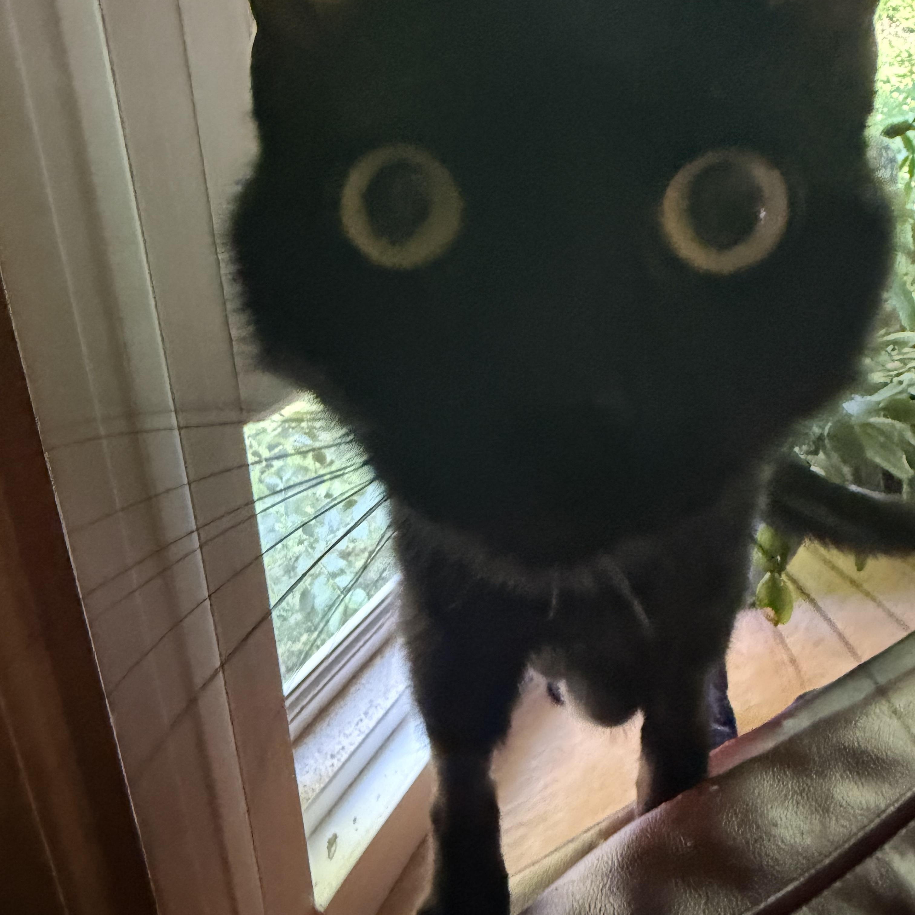Skylar, a Adoptable mixed breed in Terryville, CT image 5/6