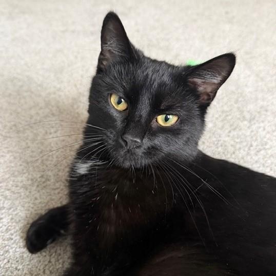Skylar, a Adoptable mixed breed in Terryville, CT image 6/6