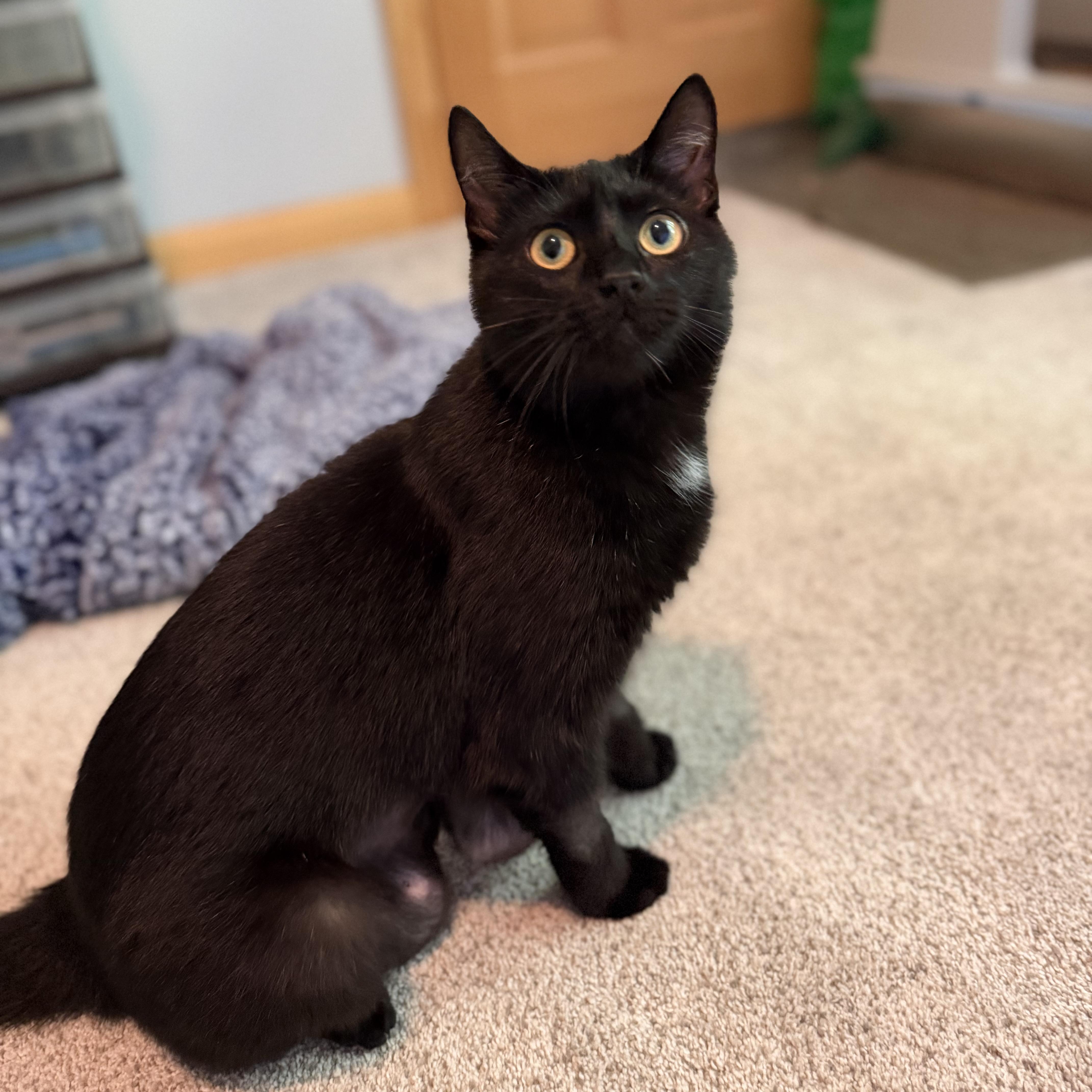 Skylar, a Adoptable mixed breed in Terryville, CT image 2/6