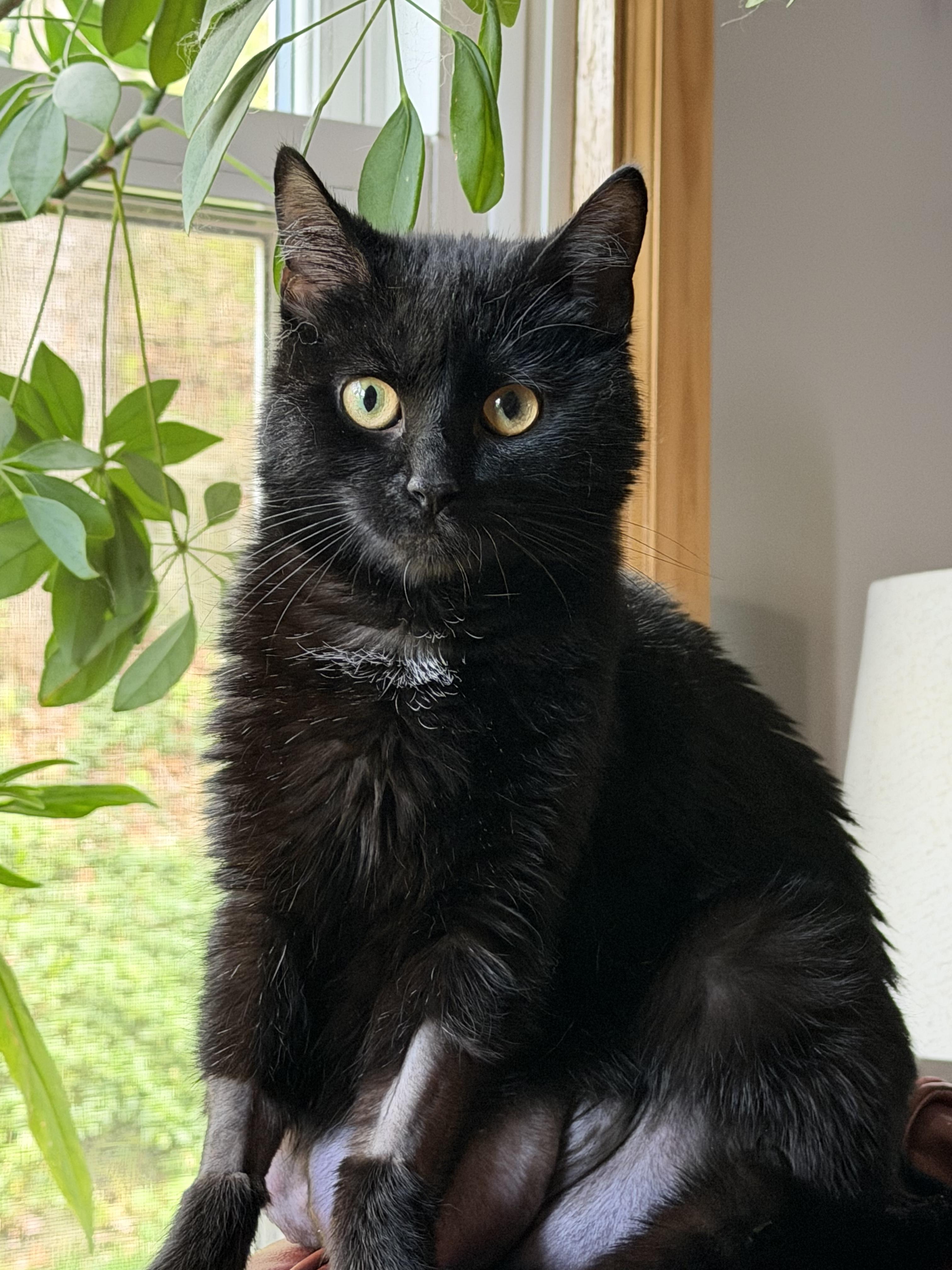 Enlarge Skylar, a Adoptable mixed breed in Terryville, CT image 4/6