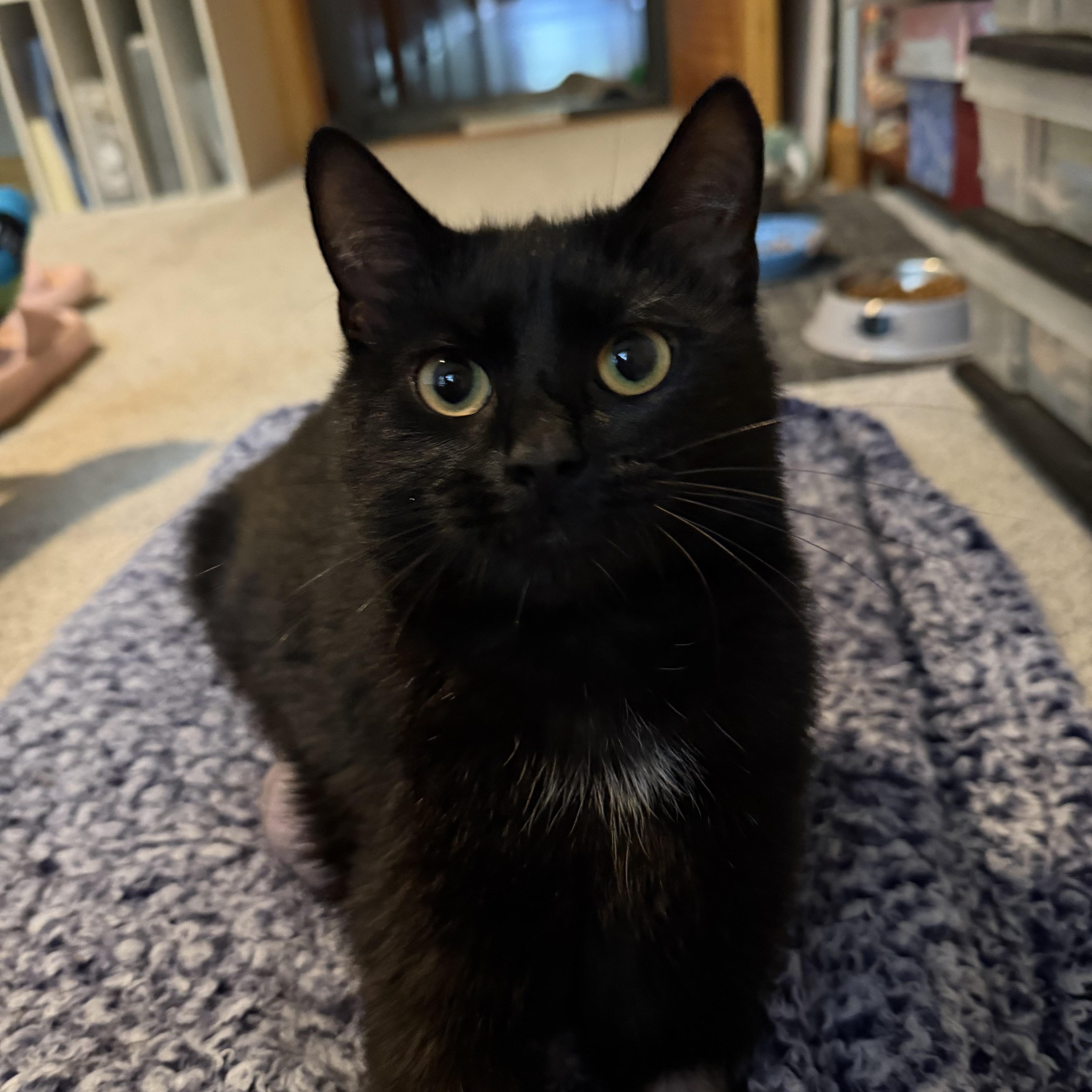 Skylar, a Adoptable mixed breed in Terryville, CT image 1/6