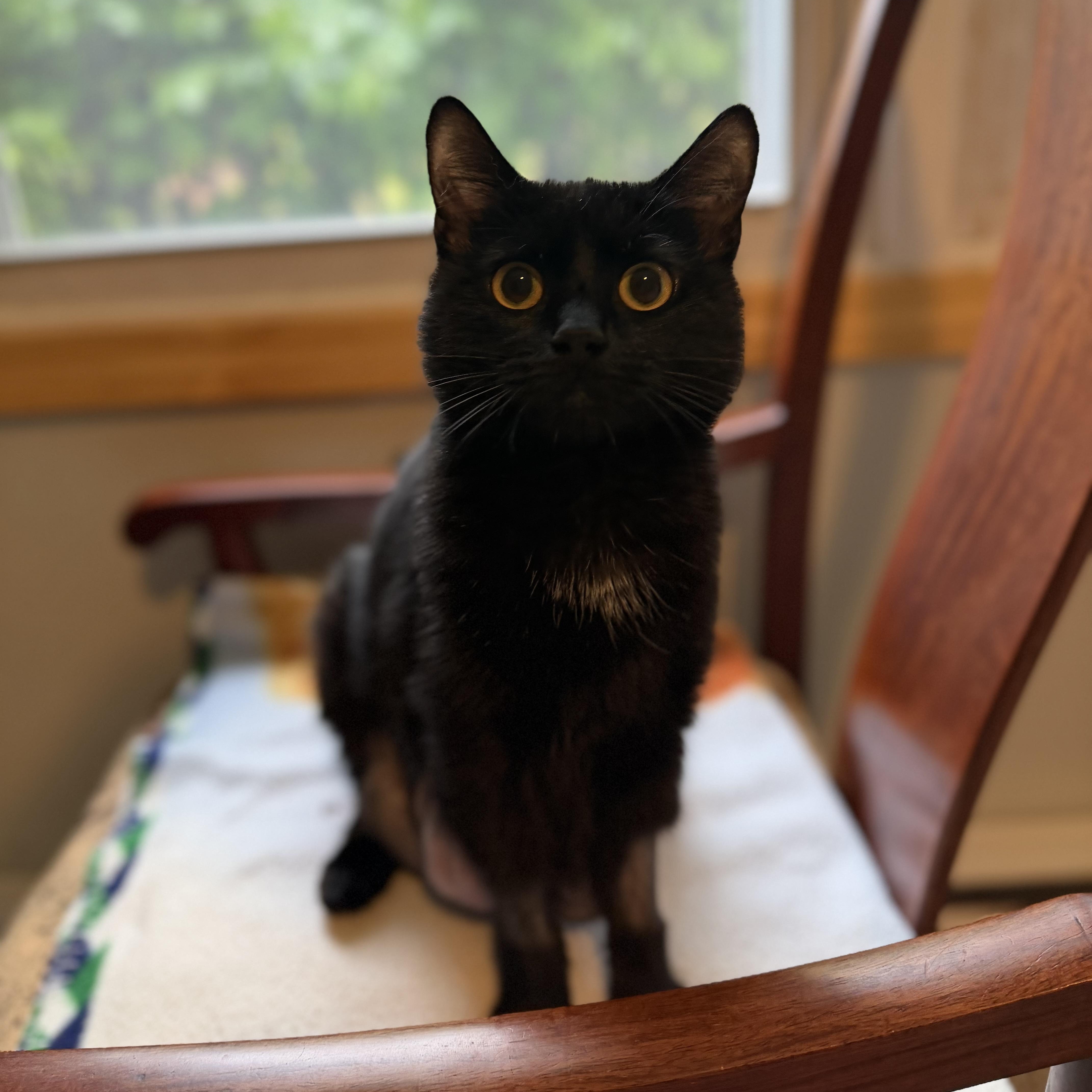 Skylar, a Adoptable mixed breed in Terryville, CT image 3/6