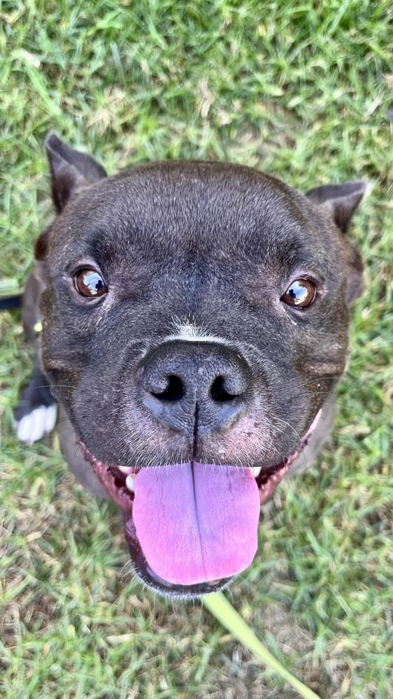 Enlarge Elliot 3, a Adoptable mixed breed in San Diego, CA image 1/4