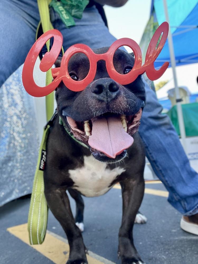 Enlarge Elliot 3, a Adoptable mixed breed in San Diego, CA image 2/4